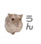 よねはむちゃんず 5（個別スタンプ：1）
