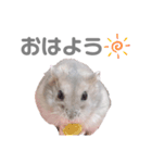 よねはむちゃんず 5（個別スタンプ：13）