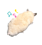 我が家のきんすけ2（個別スタンプ：2）