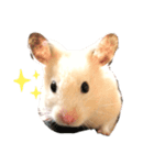 我が家のきんすけ2（個別スタンプ：3）