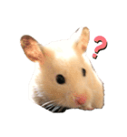 我が家のきんすけ2（個別スタンプ：4）