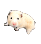 我が家のきんすけ2（個別スタンプ：5）