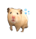 我が家のきんすけ2（個別スタンプ：7）