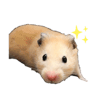 我が家のきんすけ2（個別スタンプ：9）