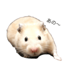 我が家のきんすけ2（個別スタンプ：11）
