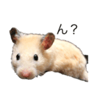 我が家のきんすけ2（個別スタンプ：13）