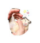 我が家のきんすけ2（個別スタンプ：16）