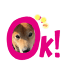 コロころ（個別スタンプ：1）