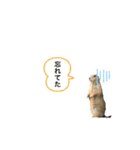 動物ゆるゆるスタンプ（個別スタンプ：3）