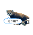 動物ゆるゆるスタンプ（個別スタンプ：4）