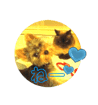 パピーTom（個別スタンプ：8）
