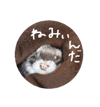 フェレットのぷっぷちゃん（個別スタンプ：1）
