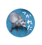 フェレットのぷっぷちゃん（個別スタンプ：5）