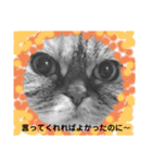 この顔にピンときたら（個別スタンプ：5）