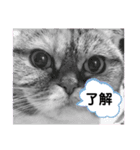 この顔にピンときたら（個別スタンプ：16）