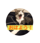 サバシロのネモ（個別スタンプ：1）