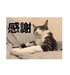 サバシロのネモ（個別スタンプ：5）