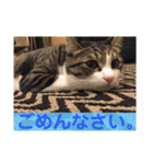 サバシロのネモ（個別スタンプ：6）