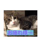 サバシロのネモ（個別スタンプ：7）