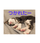 サバシロのネモ（個別スタンプ：8）