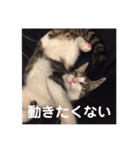 サバシロのネモ（個別スタンプ：9）