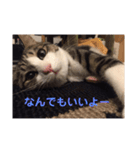 サバシロのネモ（個別スタンプ：10）
