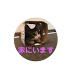 サバシロのネモ（個別スタンプ：11）