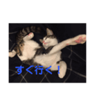 サバシロのネモ（個別スタンプ：12）