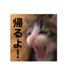 サバシロのネモ（個別スタンプ：13）
