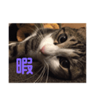サバシロのネモ（個別スタンプ：14）