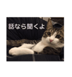 サバシロのネモ（個別スタンプ：15）