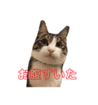 サバシロのネモ（個別スタンプ：16）