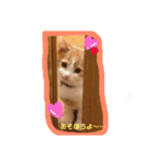 猫 / スコティッシュフォールド / まるすけ（個別スタンプ：1）