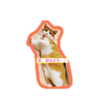 猫 / スコティッシュフォールド / まるすけ（個別スタンプ：2）