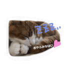 猫 / スコティッシュフォールド / まるすけ（個別スタンプ：3）