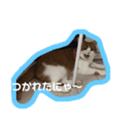 猫 / スコティッシュフォールド / まるすけ（個別スタンプ：5）