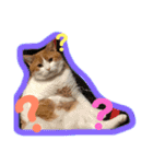 猫 / スコティッシュフォールド / まるすけ（個別スタンプ：8）
