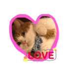 猫 / スコティッシュフォールド / まるすけ（個別スタンプ：9）