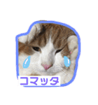 猫 / スコティッシュフォールド / まるすけ（個別スタンプ：11）