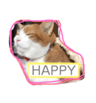 猫 / スコティッシュフォールド / まるすけ（個別スタンプ：13）