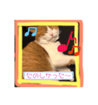 猫 / スコティッシュフォールド / まるすけ（個別スタンプ：15）