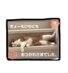 猫 / スコティッシュフォールド / まるすけ（個別スタンプ：18）