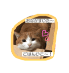 猫 / スコティッシュフォールド / まるすけ（個別スタンプ：19）