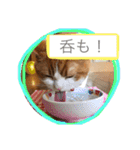 猫 / スコティッシュフォールド / まるすけ（個別スタンプ：20）