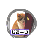 猫 / スコティッシュフォールド / まるすけ（個別スタンプ：21）