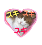 猫 / スコティッシュフォールド / まるすけ（個別スタンプ：22）