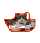 猫 / スコティッシュフォールド / まるすけ（個別スタンプ：23）