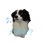 ボーダーコリー・ムンムのスタンプ2（個別スタンプ：1）