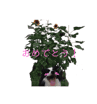 ボーダーコリー・ムンムのスタンプ2（個別スタンプ：3）