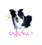 ボーダーコリー・ムンムのスタンプ2（個別スタンプ：5）